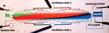 Imagen: Una fotografía del dispositivo de trinquete de microfluidos, impregnado con agua coloreada, para mostrar el patrón de flujo diagonal de la matriz de separación (Fotografía cortesía de la Universidad de la Columbia Británica).