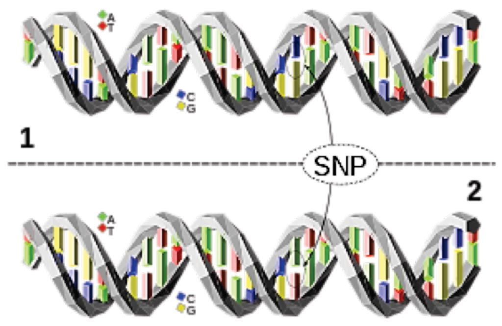 Imagen: Un polimorfismo de nucleótido único (SNP) es un cambio de un nucleótido en una única ubicación de un par de bases en el ADN. La molécula de ADN arriba difiere de la molécula de ADN abajo en una ubicación de un solo par de bases (un polimorfismo C/A) (Fotografía cortesía de David Eccles).