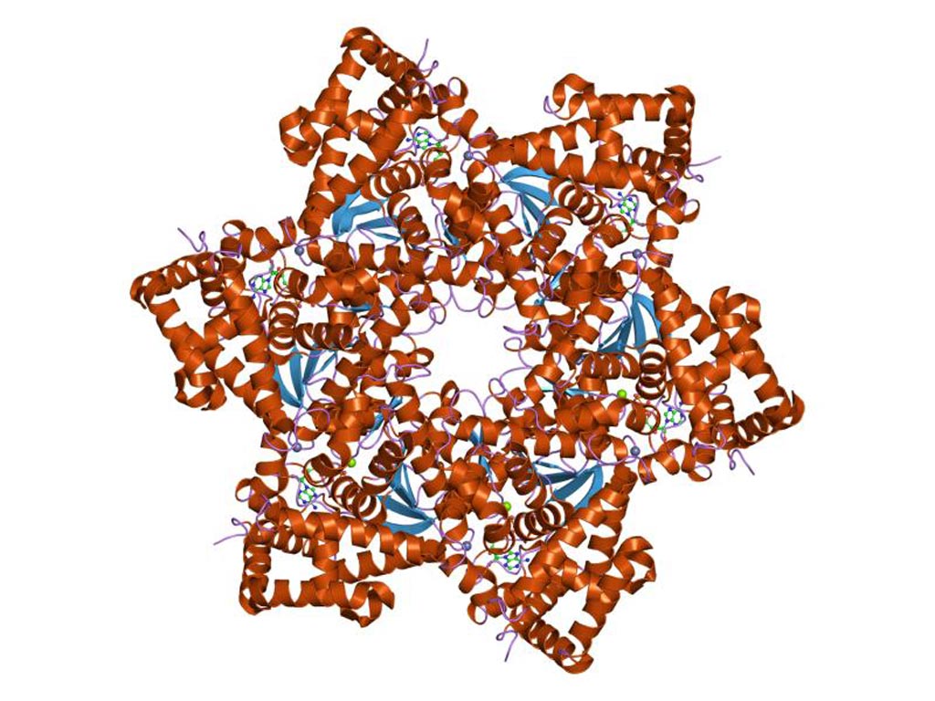 Imagen: Un modelo molecular del virus del papiloma humano (VPH) (Fotografía cortesía de Wikimedia Commons).