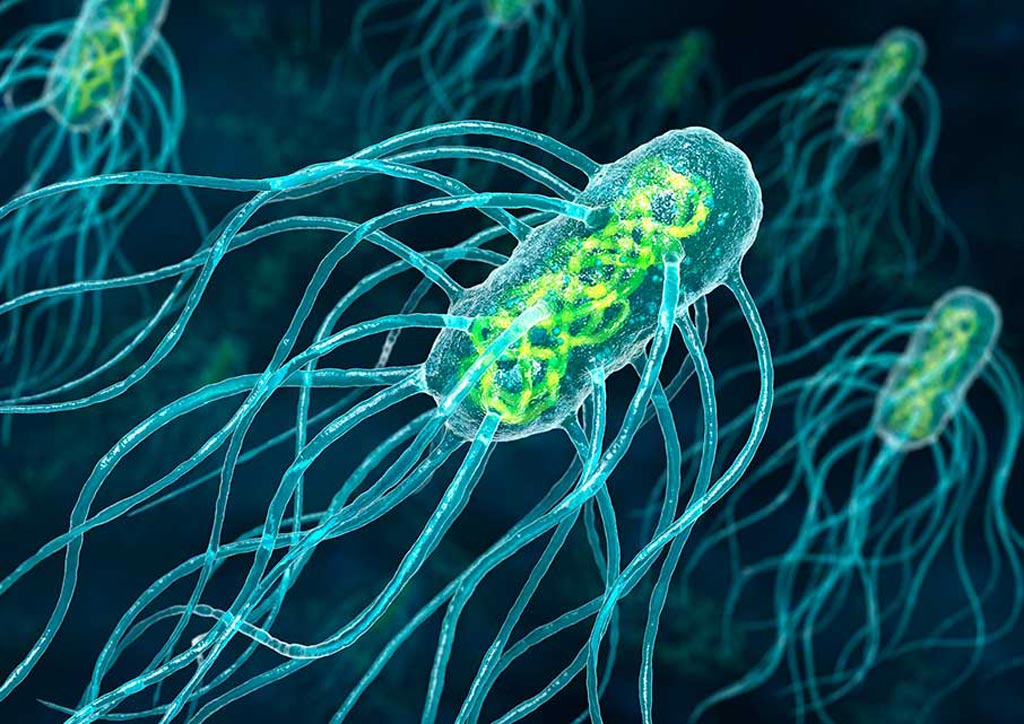 Imagen: Salmonella typhi, la bacteria responsable de la fiebre tifoidea (Fotografía cortesía de Animated Healthcare).