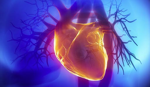 Imagen: Estudios recientes sugieren que la S-adenosylhomocisteína (SAH), y no la Hcy, desempeña un papel en la enfermedad cardiovascular (Fotografía cortesía de Shutterstock). Imagen: Estudios recientes sugieren que la S-adenosylhomocisteína (SAH), y no la Hcy, desempeña un papel en la enfermedad cardiovascular (Fotografía cortesía de Shutterstock).