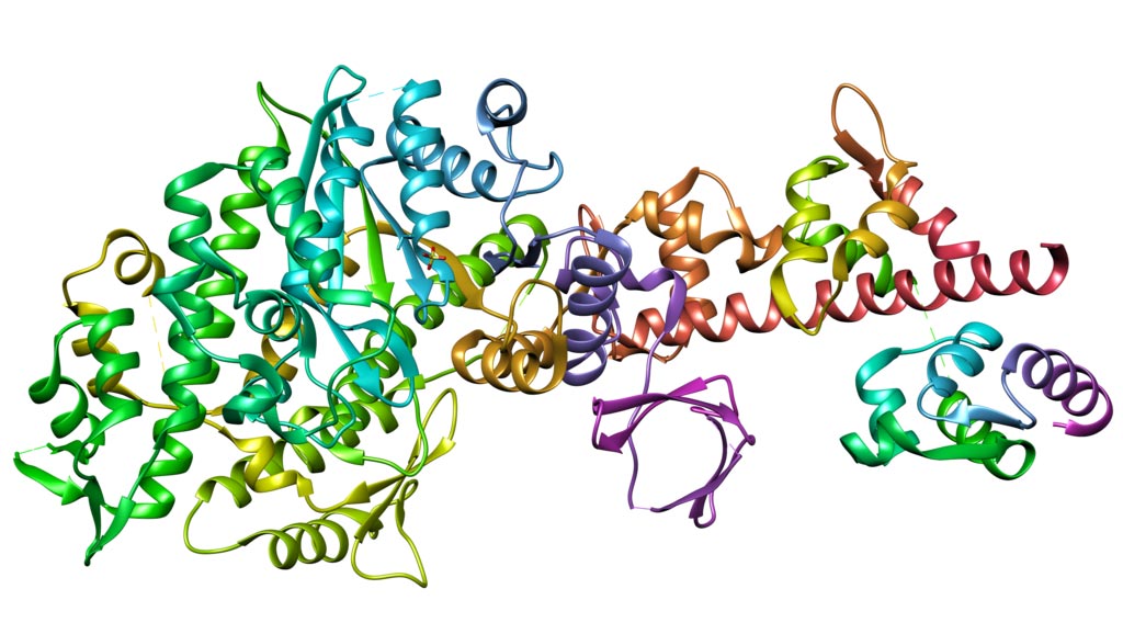 Imagen: Estructura cristalina de la miosina V libre de nucleótidos con la cadena liviana esencial (Fotografía cortesía de Wikimedia Commons).