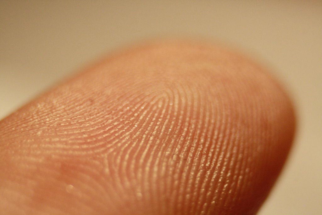 Imagen: Las crestas de fricción en un dedo (Fotografía cortesía de Wikimedia Commons).