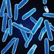 Imagen: Una micrografía electrónica de barrido a color (SEM) de Faecalibacterium prausnitzii, una de las bacterias anaeróbicas más abundantes en la microbiota intestinal humana; su abundancia relativa es un biomarcador de la salud intestinal en los adultos (Fotografía cortesía de BioFoundations).