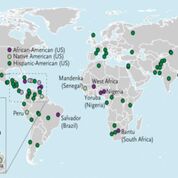 Imagen: Los alelos de riesgo APOL1 G1 y G2 en 111 poblaciones de referencia globales (Fotografía cortesía de la Facultad de Medicina Icahn).