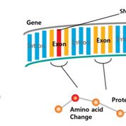 Imagen: Un diagrama de la secuenciación de todo el exoma para identificar las variantes genéticas (Fotografía cortesía de NGXBIO).