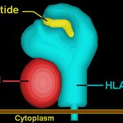 Imagen: Una ilustración de HLA-A formando un complejo con el péptido TAX VIH (Fotografía cortesía de Wikimedia Commons).