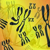 Imagen: Una nueva investigación mostró que la prueba de cfADN fue capaz de identificar con exactitud las trisomías en los embarazos de mellizos (Fotografía cortesía de iStock). Imagen: Una nueva investigación mostró que la prueba de cfADN fue capaz de identificar con exactitud las trisomías en los embarazos de mellizos (Fotografía cortesía de iStock).
