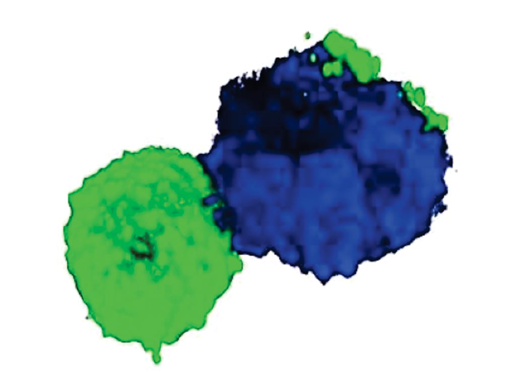 Una imagen reconstruida en 3D de un doblete de una célula T (CD3, verde) y un monocito (CD14) (Fotografía cortesía del Instituto de Inmunología de La Jolla).