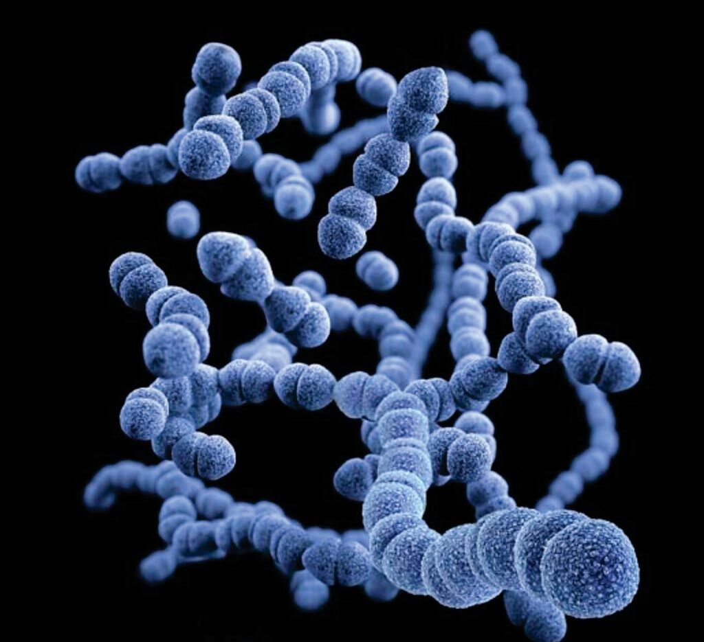 Imagen: Una imagen tridimensional (3D) generada por computadora de un grupo de bacterias Gram-positivas, Streptococcus pneumoniae, que causan la enfermedad neumocócica invasiva. La recreación artística se basó en imágenes de microscopía electrónica de barrido (SEM) (Fotografía cortesía de Dan Higgins/Centros de Control y Prevención de Enfermedades de los EUA).