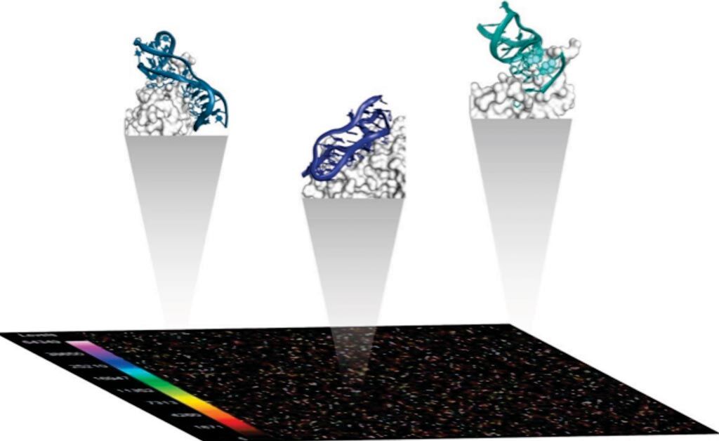 Imagen: Un diagrama del Ensayo SomaScan que se basa en las propiedades distintivas de los reactivos Aptámero Modificado de Velocidad Lenta (SOMAmero), que son reactivos patentados de unión a proteínas (Fotografía cortesía de Somalogic).