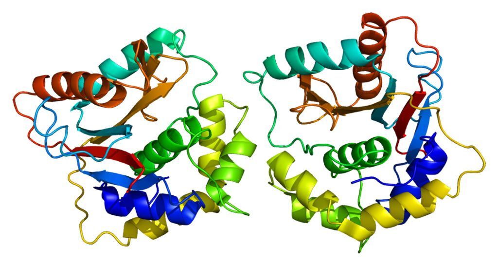 Imagen: Estructura de la proteína UCH-L1 (Fotografía cortesía de Wikimedia Commons)