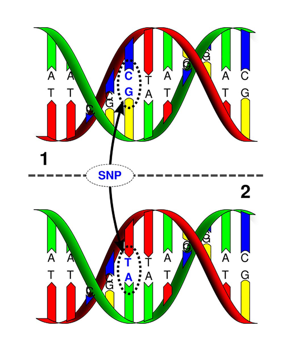 Imagen: Polimorfismo de nucleótido único: la molécula de ADN superior difiere de la molécula de ADN inferior en la ubicación de un solo par de bases (Fotografía cortesía de la Universidad Marshall).