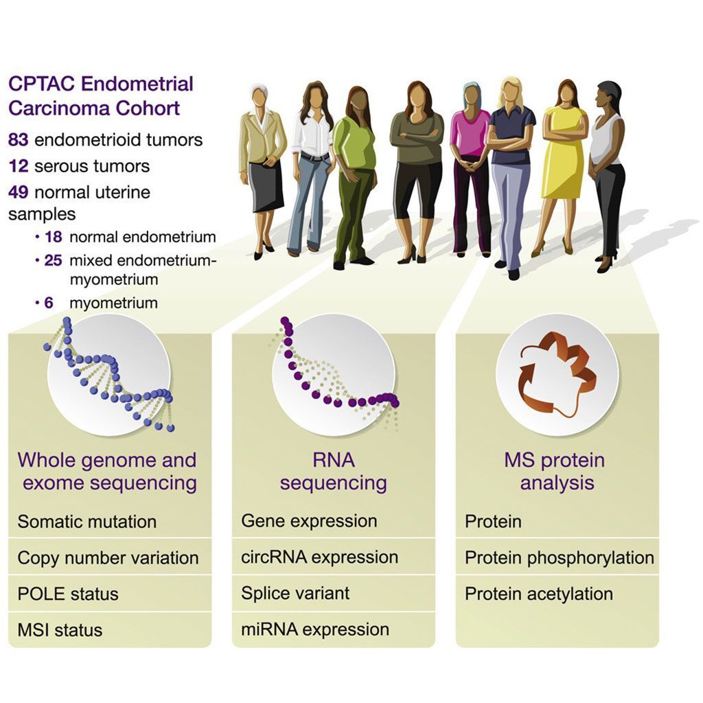 Imagen: Caracterización proteogenómica del carcinoma de endometrio (Fotografía cortesía del Consorcio Clínico de Análisis de Tumores Proteómicos).