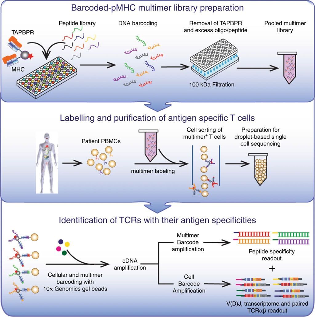 Imagen: Asociando las especificidades de los péptidos con los transcriptomas de células T (Fotografía cortesía de la Universidad de California, Santa Cruz).