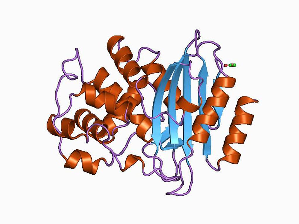Imagen: Representación en dibujos animados de la estructura molecular de la proteína blaTEM (beta-lactamasa) (Fotografía cortesía de Wikimedia Commons)