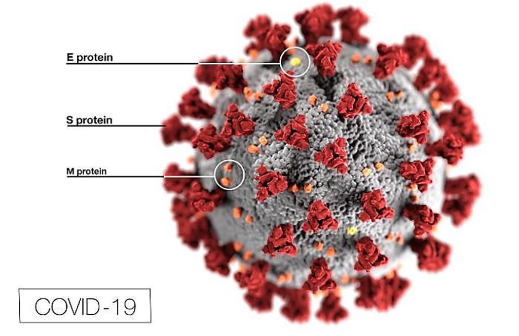 Imagen: Esta ilustración revela la morfología ultraestructural exhibida por los coronavirus. Observe las proteínas spike que adornan la superficie externa del virus, que imparten la apariencia de una corona que rodea al virión, a la observación con el microscopio electrónico (Fotografía cortesía de los Centros para el Control y la Prevención de Enfermedades).