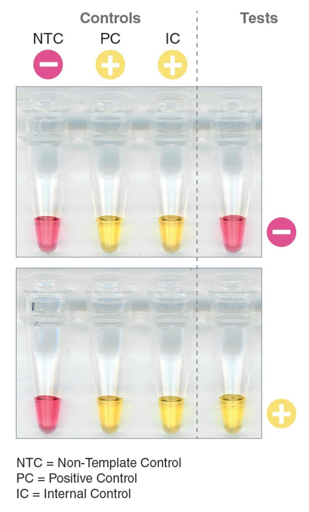Imagen: Detección rápida, simple y basada en el color del ARN del SARS-CoV-2 (Fotografía cortesía de New England Biolabs Inc.).
