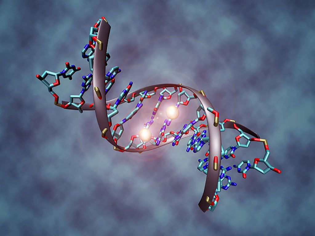 Imagen: Esta imagen representa una molécula de ADN metilada en ambas cadenas en la citosina central. Las dos esferas blancas representan grupos metilo (Fotografía cortesía de Wikimedia Commons)
