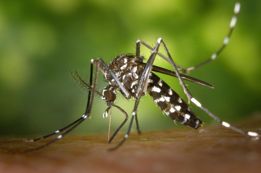 Imagen: El mosquito Aedes aegypti puede transmitir diversas enfermedades tropicales, como el dengue, el zika y el chikungunya, que tienen síntomas similares (Fotografía cortesía del Instituto de Ciencia y Tecnología de Gwangju)