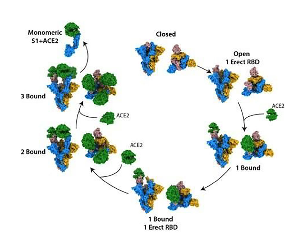 Imagen: Los estados estructurales de la proteína Spike SARS-CoV-2, uniéndose al receptor de células humanas ACE2 (Fotografía cortesía del Instituto Francis Crick)