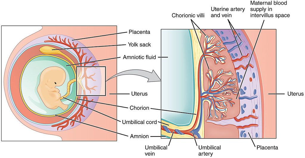 Imagen: Visión esquemática de la placenta (Fotografía cortesía de Wikimedia Commons)