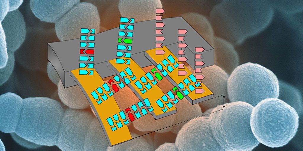 Imagen: Ilustración esquemática de la matriz en voladizo para detectar resistencia a los antibióticos. (Imagen: Departamento de Física y Laboratorio de Nanoimagenología, SNI, Universidad de Basilea).
