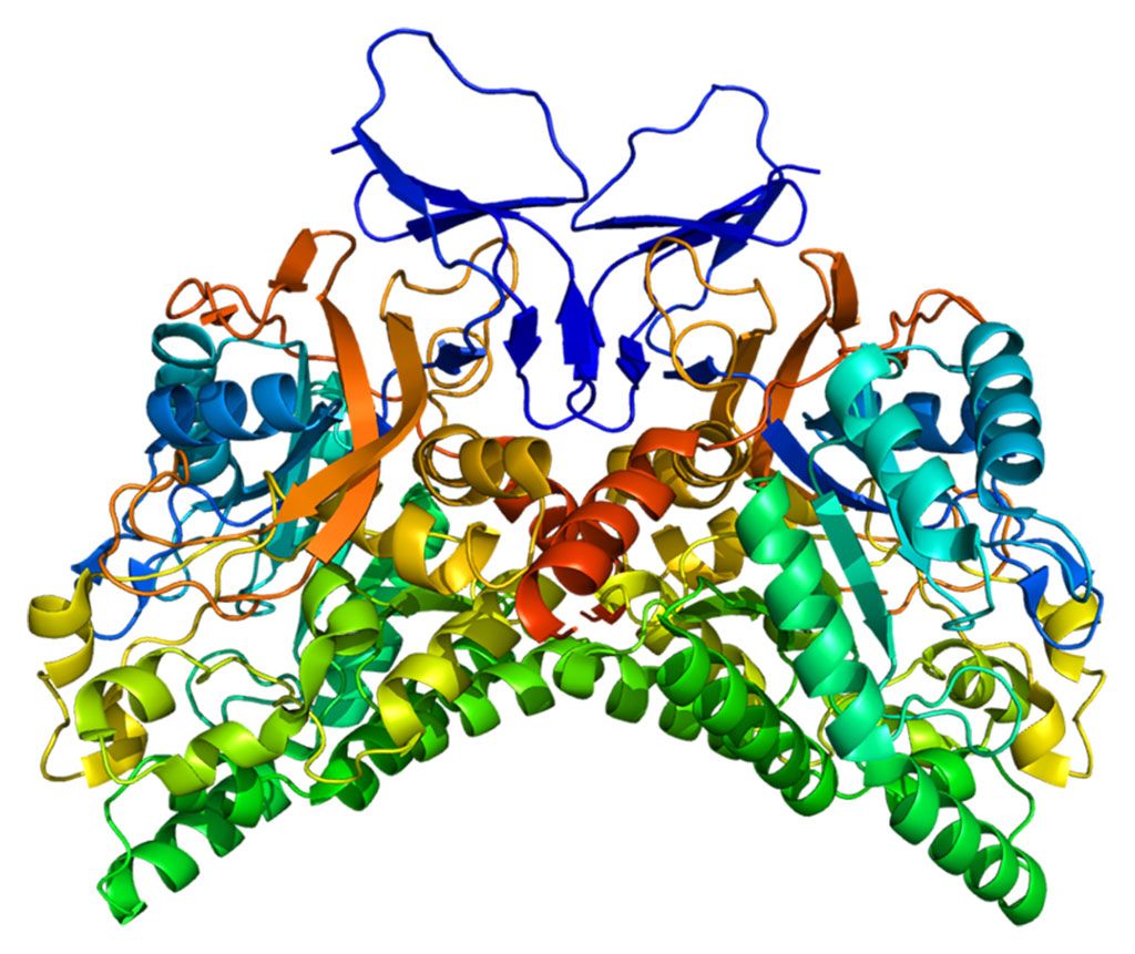 Imagen: Estructura de la proteína CRMP1 (Fotografía cortesía de Wikimedia Commons)