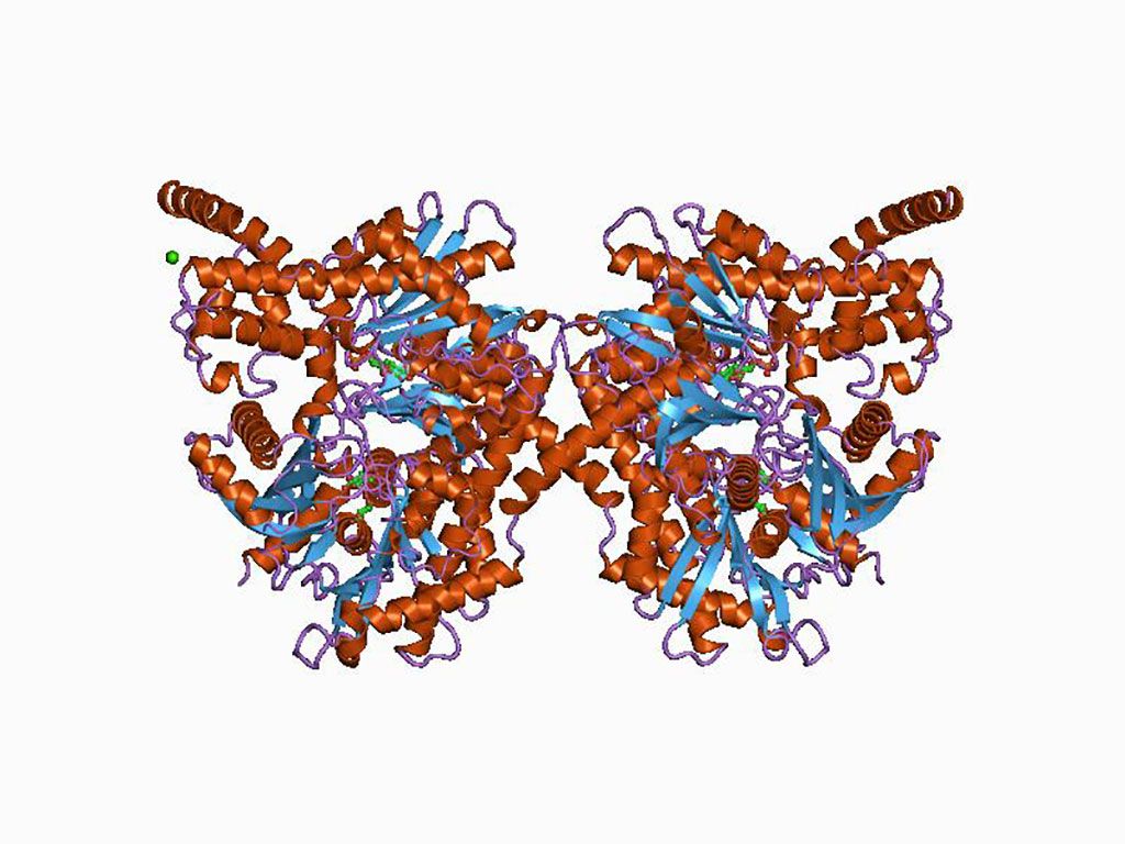 Imagen: Representación en caricaturas de la estructura molecular de la proteína hexoquinasa-2 (HK2) (Fotografía cortesía de Wikimedia Commons)