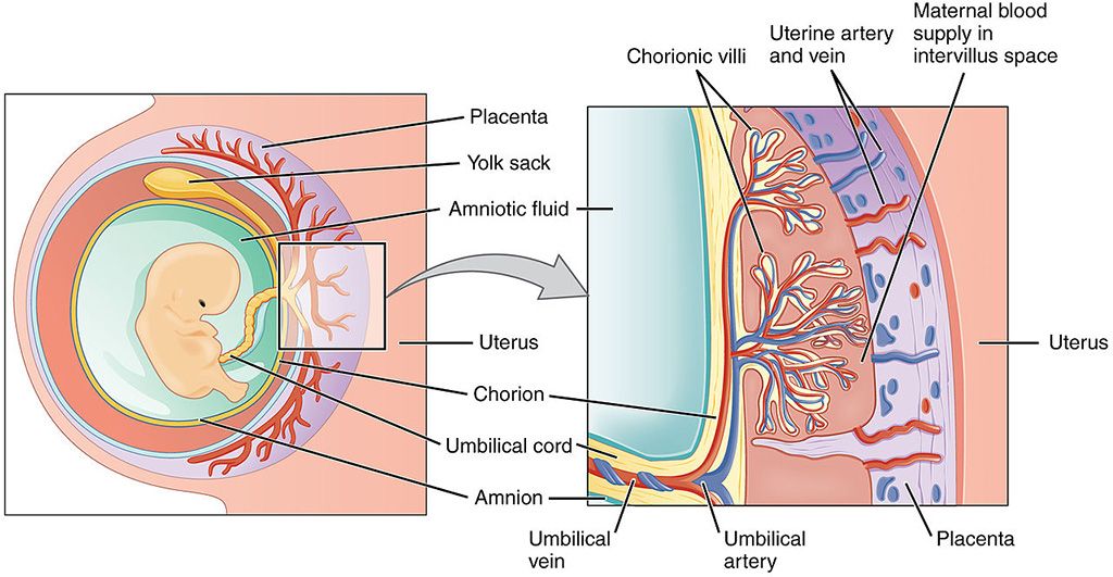 Imagen: Vista esquemática de la placenta (Fotografía cortesía de Wikimedia Commons)