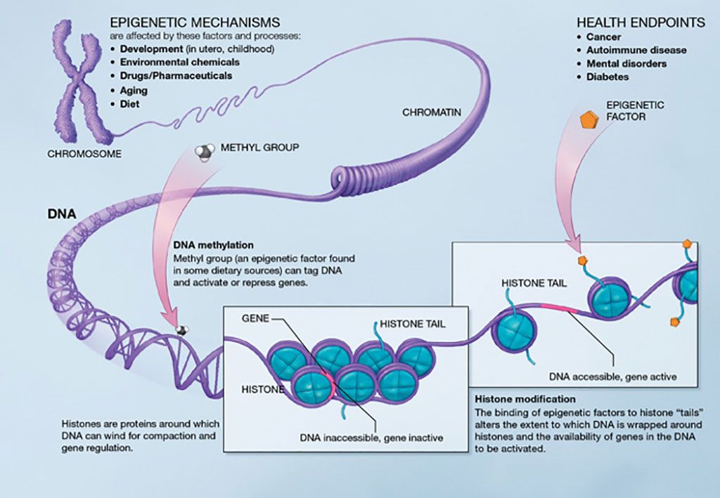 Imagen: Forma cómo los mecanismos epigenéticos pueden afectar la salud (Fotografía cortesía de los Institutos Nacionales de Salud de [EUA])
