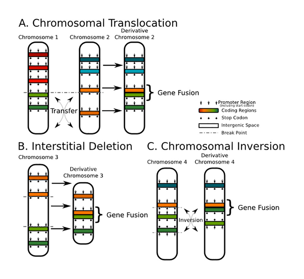 Imagen: Las fusiones de genes juegan un papel clave en la formación y propagación de casi el 20 % de todos los cánceres humanos. Este esquema muestra las formas en que un gen de fusión puede ocurrir a nivel cromosómico. Imagen: Las fusiones de genes juegan un papel clave en la formación y propagación de casi el 20 % de todos los cánceres humanos. Este esquema muestra las formas en que un gen de fusión puede ocurrir a nivel cromosómico.