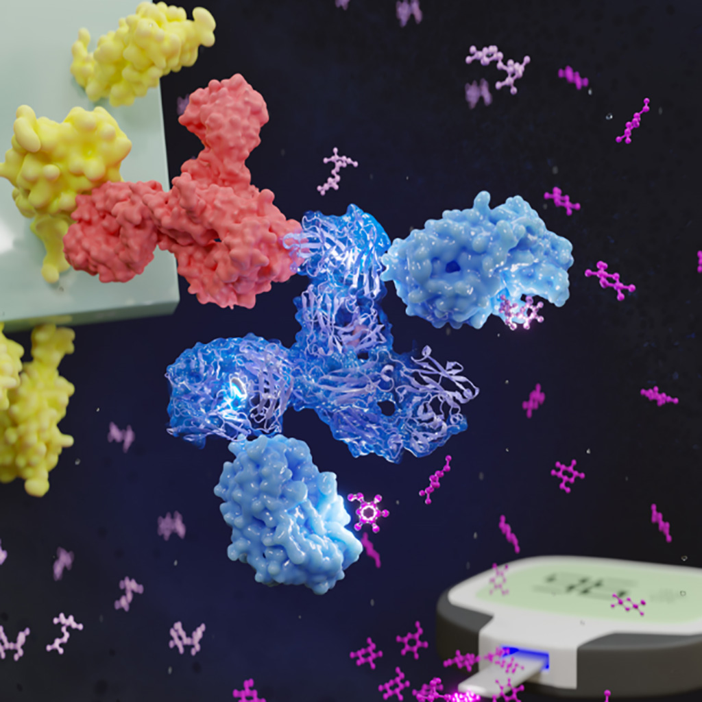 Imagen: La proteína especial (azul) reconoce los anticuerpos humanos (rojo) y convierte simultáneamente la sacarosa (rosa) en glucosa (magenta) (Fotografía cortesía de la Universidad Johns Hopkins)