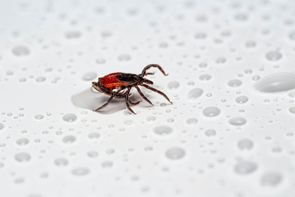 Imagen: Una prueba de ADN que identifica la enfermedad de Lyme en los caballos podría tener aplicaciones para humanos (Fotografía cortesía de Unsplash) Imagen: Una prueba de ADN que identifica la enfermedad de Lyme en los caballos podría tener aplicaciones para humanos (Fotografía cortesía de Unsplash)