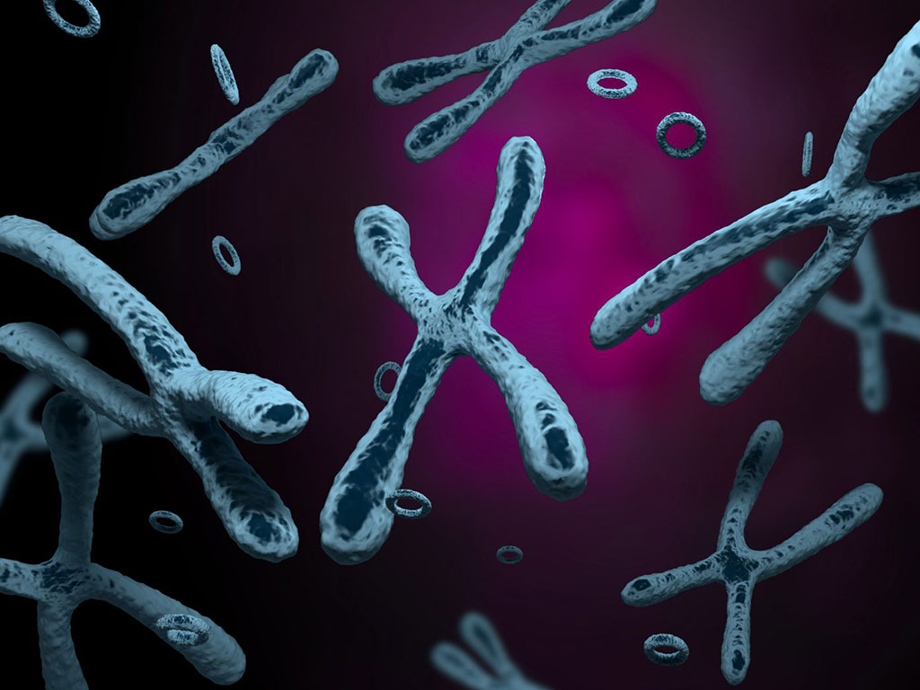 Imagen: El ADN extracromosómico está asociado con la amplificación del oncogén y un mal resultado en múltiples tipos de cáncer (Fotografía cortesía del Laboratorio Jackson Laboratory para Medicina Genómica)