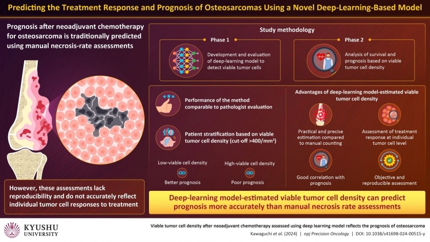 Imagen: La densidad de células tumorales viables después de la quimioterapia neoadyuvante evaluada con el modelo de aprendizaje profundo refleja el pronóstico del osteosarcoma (foto cortesía de la Universidad de Kyushu)