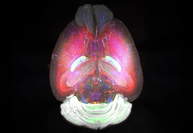 Imagen: Cerebro de ratón de ocho semanas (Foto cortesía de Science)