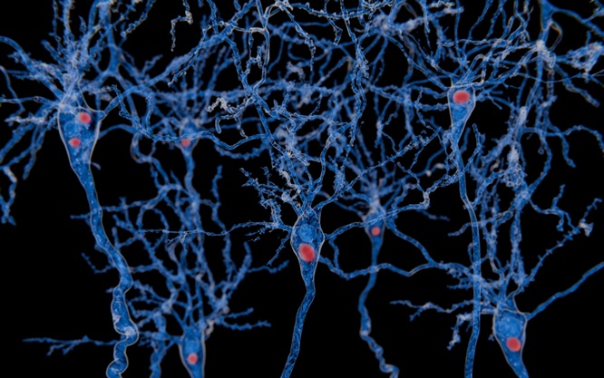 Imagen: el equipo de investigación ha mejorado la precisión de una prueba de laboratorio para medir los niveles de alfa-sinucleína (foto cortesía de Shutterstock)