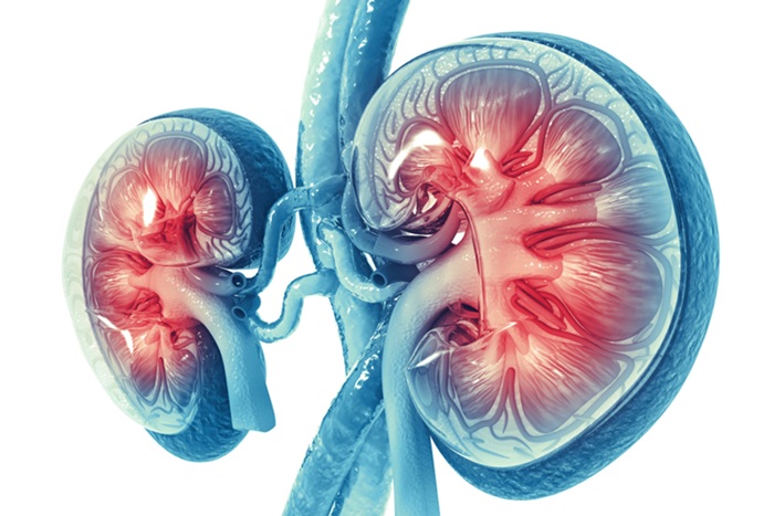 Imagen: una prueba basada en biomarcadores podría evaluar el estado de los pequeños vasos sanguíneos que pueden afectar la función renal (foto cortesía de Shutterstock) Imagen: una prueba basada en biomarcadores podría evaluar el estado de los pequeños vasos sanguíneos que pueden afectar la función renal (foto cortesía de Shutterstock)