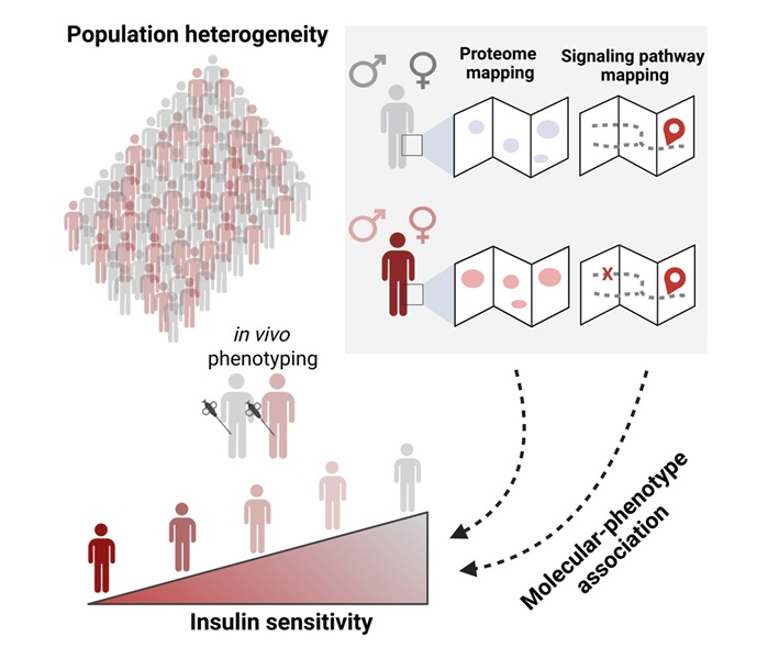 Imagen: los hallazgos del nuevo estudio enfatizan la necesidad de incorporar la heterogeneidad de la enfermedad en las estrategias de cuidado de la diabetes tipo 2 (foto cortesía de Cell 2025; doi.org/10.1016/j.cell.2025.05.00) Imagen: los hallazgos del nuevo estudio enfatizan la necesidad de incorporar la heterogeneidad de la enfermedad en las estrategias de cuidado de la diabetes tipo 2 (foto cortesía de Cell 2025; doi.org/10.1016/j.cell.2025.05.00)