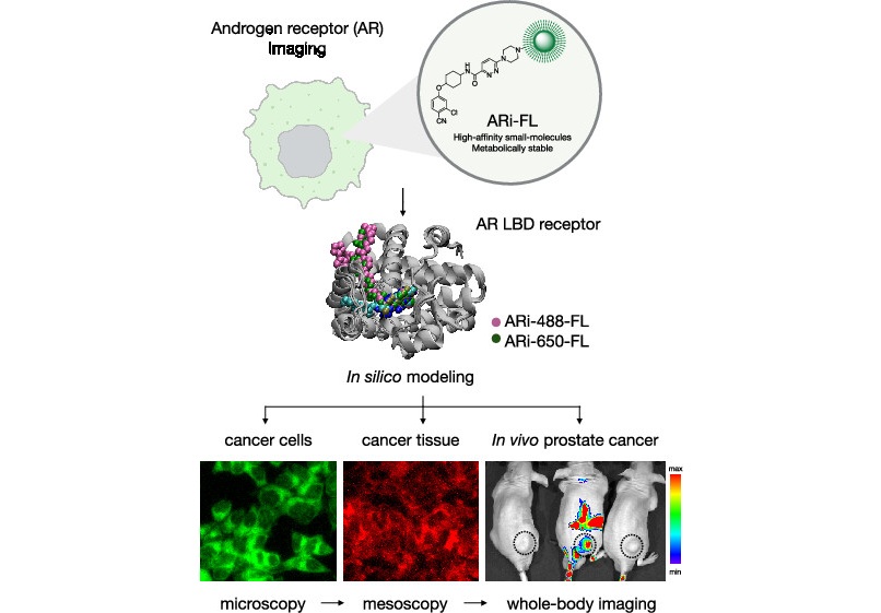 Imagen: la sonda fluorescente ARi-FL ofrece una visión más clara del comportamiento del tumor y la resistencia al tratamiento (J. Med. Chem. 2025, 68, 15, 15812-15827)