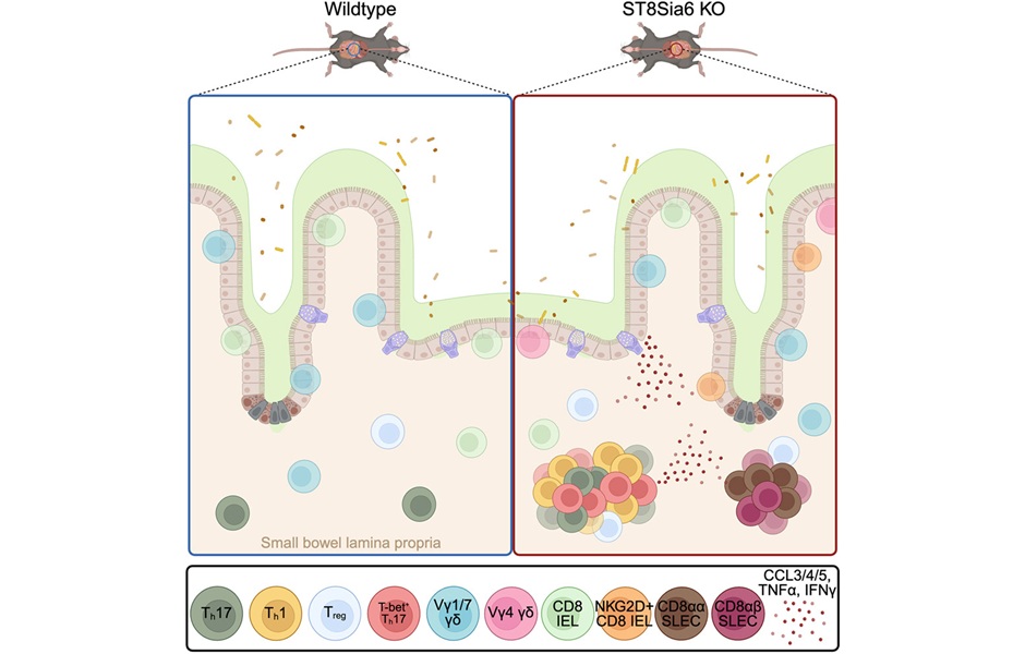 Imagen: Resumen gráfico (Crotts S.B., Barnes J.T., Antonetti R.M., et al. Cell Reports (2026). DOI:10.1016/j.celrep.2026.117347) Imagen: Resumen gráfico (Crotts S.B., Barnes J.T., Antonetti R.M., et al. Cell Reports (2026). DOI:10.1016/j.celrep.2026.117347)