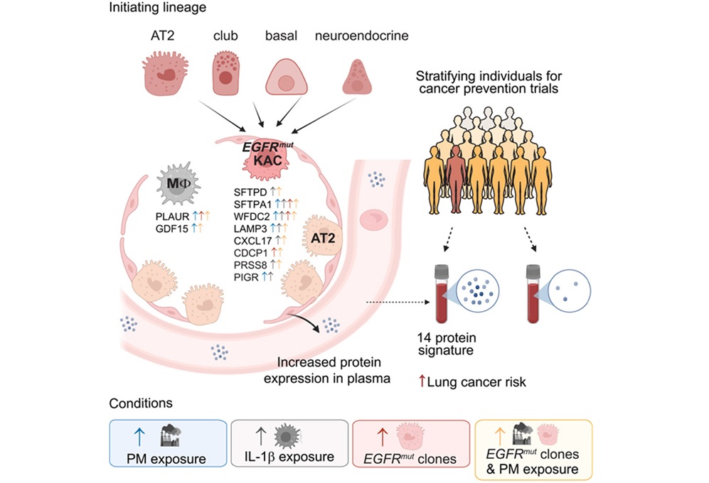 Imagen: Resumen gráfico (Pandya T, Zagorulya M, Leung MM, et al. Plasma signals of lung tumor promotion for molecular cancer prevention. Cell. 2026. doi:10.1016/j.cell.2026.05.005) Imagen: Resumen gráfico (Pandya T, Zagorulya M, Leung MM, et al. Plasma signals of lung tumor promotion for molecular cancer prevention. Cell. 2026. doi:10.1016/j.cell.2026.05.005)