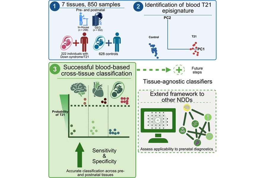 Imagen: Resumen gráfico (Reko N, Torabi-Marashi A, Kallurkar P, et al. The American Journal of Human Genetics, 2026. doi:10.1016/j.ajhg.2026.06.017) Imagen: Resumen gráfico (Reko N, Torabi-Marashi A, Kallurkar P, et al. The American Journal of Human Genetics, 2026. doi:10.1016/j.ajhg.2026.06.017)