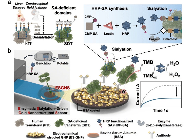 Imagen: Ilustración esquemática del principio de funcionamiento del biosensor altamente sensible basado en reacciones enzimáticas (ESGNS) (Credit: Chihyun Kim, Wonjun Jo, Dayoung Chang, et al. Enzymatic sialylation–driven gold nanostructured platform for rapid and selective detection of sialic acid–deficient transferrin. Chemical Engineering Journal, 2026. https://doi.org/10.1016/j.cej.2026.182244) Imagen: Ilustración esquemática del principio de funcionamiento del biosensor altamente sensible basado en reacciones enzimáticas (ESGNS) (Credit: Chihyun Kim, Wonjun Jo, Dayoung Chang, et al. Enzymatic sialylation–driven gold nanostructured platform for rapid and selective detection of sialic acid–deficient transferrin. Chemical Engineering Journal, 2026. https://doi.org/10.1016/j.cej.2026.182244)