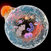 Imagen: Un compuesto de ferritina superparamagnética dirigido contra una célula tumoral (Fotografía cortesía de la NUST-MISiS).