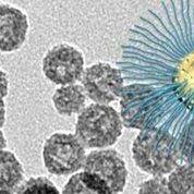 Imagen: La nueva nanopartícula mejora la destrucción por RT de las células cancerosas en el núcleo del tumor con bajo contenido de oxígeno (Fotografía cortesía de Wenpei Fan, Laboratorio LOMIN, NIBIB). Imagen: La nueva nanopartícula mejora la destrucción por RT de las células cancerosas en el núcleo del tumor con bajo contenido de oxígeno (Fotografía cortesía de Wenpei Fan, Laboratorio LOMIN, NIBIB).