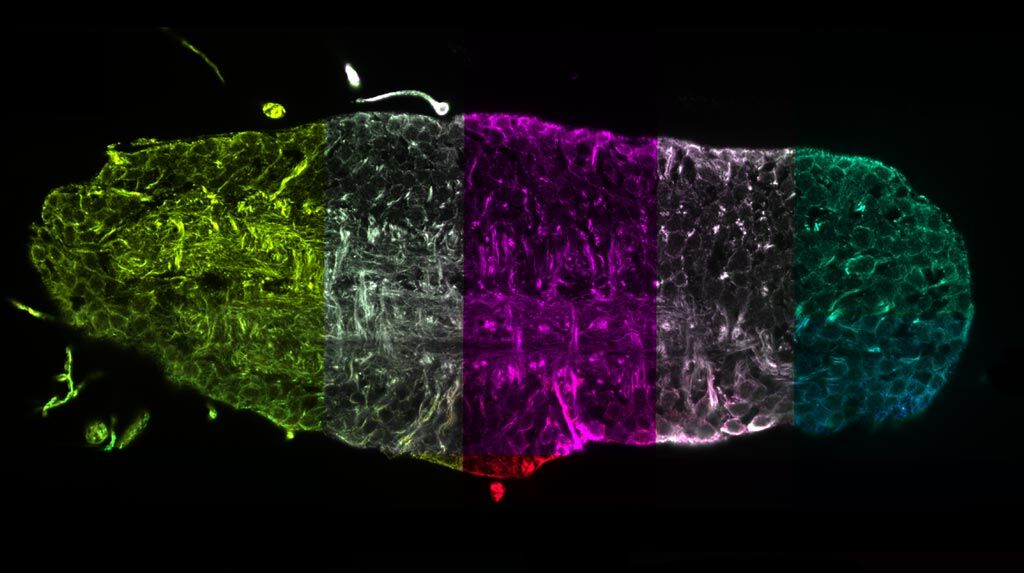 Imagen: Un corte transversal virtual del sistema nervioso completo de una larva de mosca de la fruta (Fotografía cortesía de Janelia/ MDC).