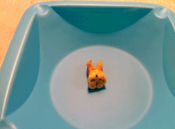 Image: Tooth of one of the plague victims buried in Bavaria (Photo courtesy of McMaster University).