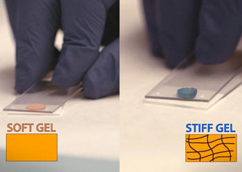 Image: A stiff injectable hydrogel could help strengthen damaged heart walls (Photo courtesy of ACS).